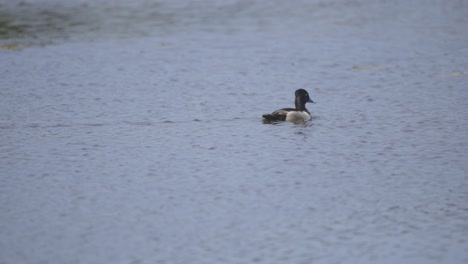 tufted pochard diving duck swimming in water