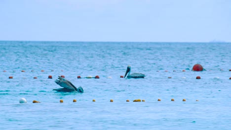 Pelícanos-Flotando-En-El-Agua-Al-Lado-De-La-Red-De-Pesca-En-Un-Día-Soleado-En-Curacao---Toma-Amplia