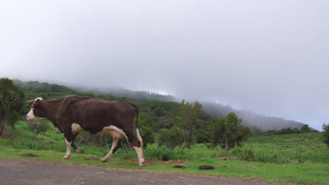 a brown spotted cow passes by