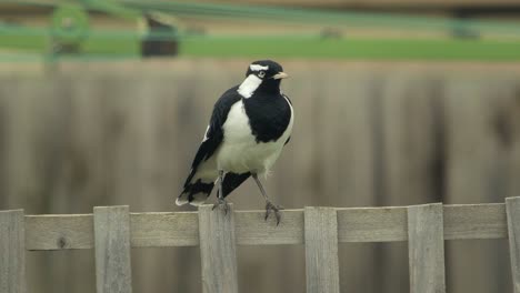 male mudlark magpie-lark bird perched on fence trellis australia gippsland maffra victoria