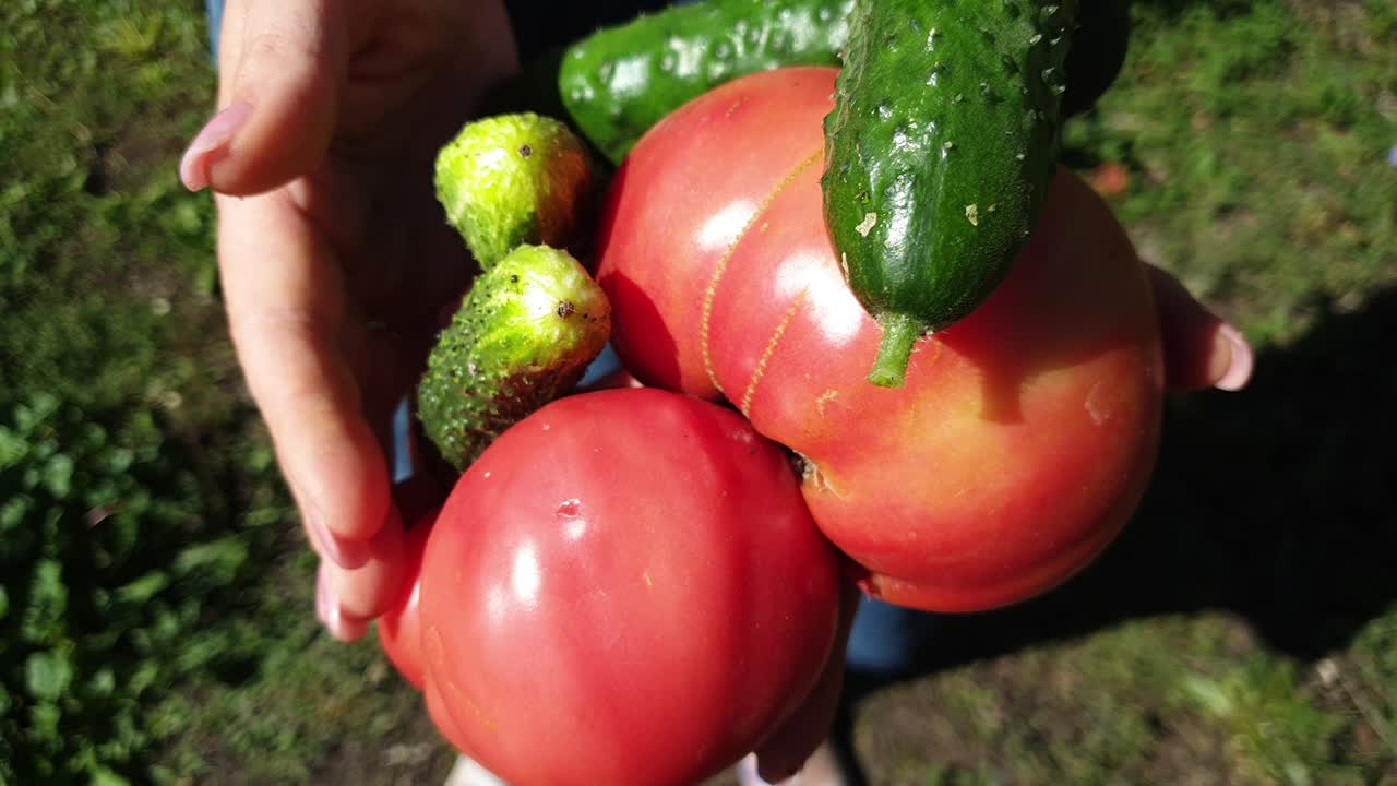 una agricultora sostiene un pepino maduro y tomates, verduras orgánicas para una dieta saludable