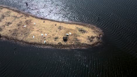 Rotation-über-Schwäne,-Die-Auf-Einer-Kleinen-Insel-Im-Fluss-Muskegon-Ruhen