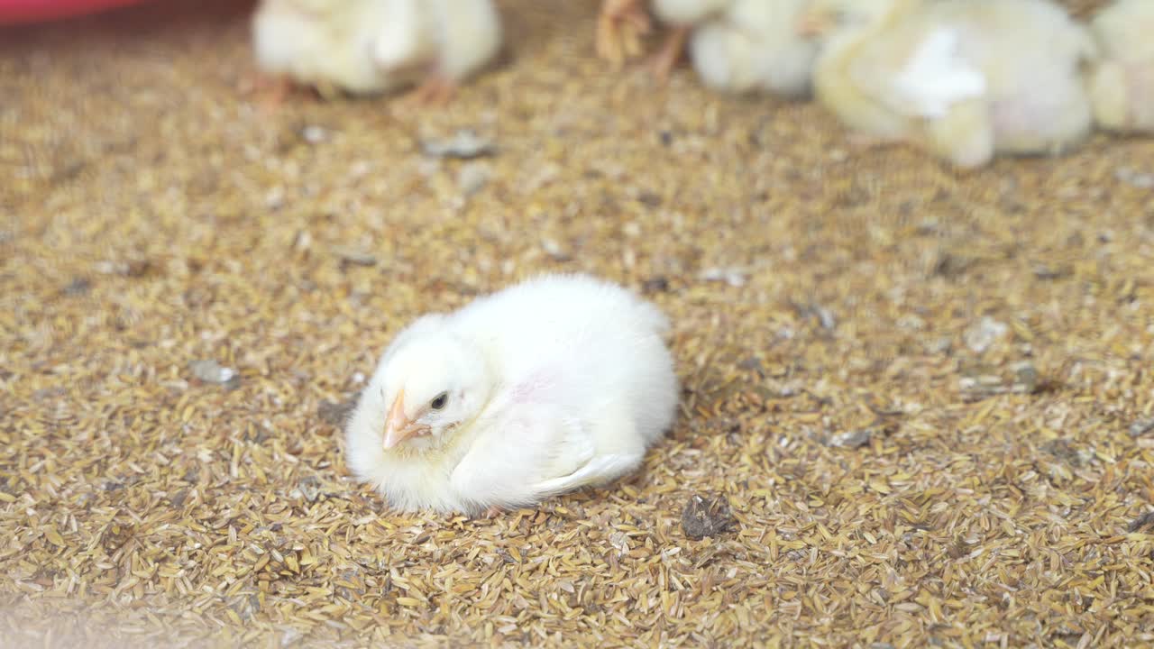 There are baby chickens in the poultry farm.