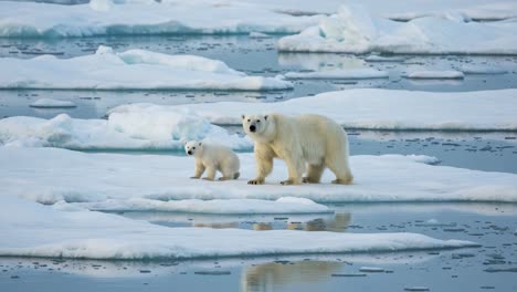 an endearing encounter between a polar bear and its cub on melting ice, showcasing the beauty and fragility of arctic wildlife in a changing climate