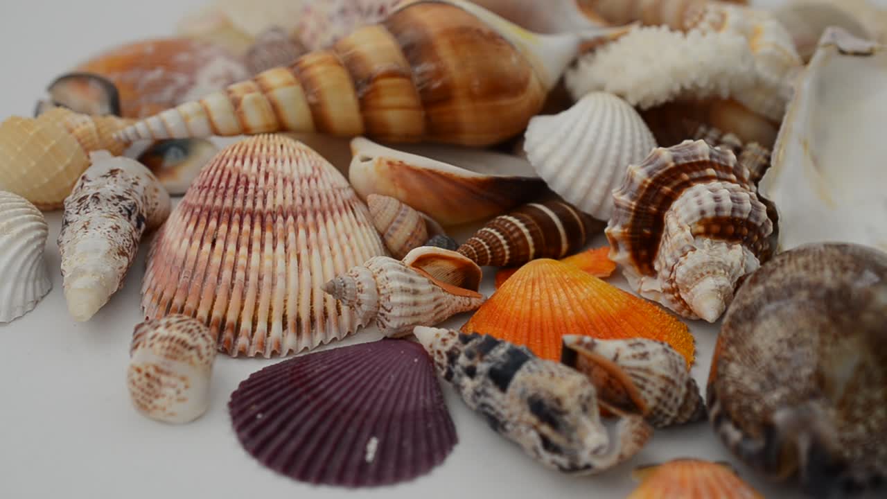 Shooting of cockleshells on a white background. Shooting in the movement