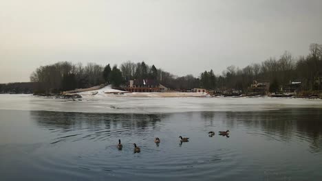 geese floating on a frozen mountain lake in the middle of winter