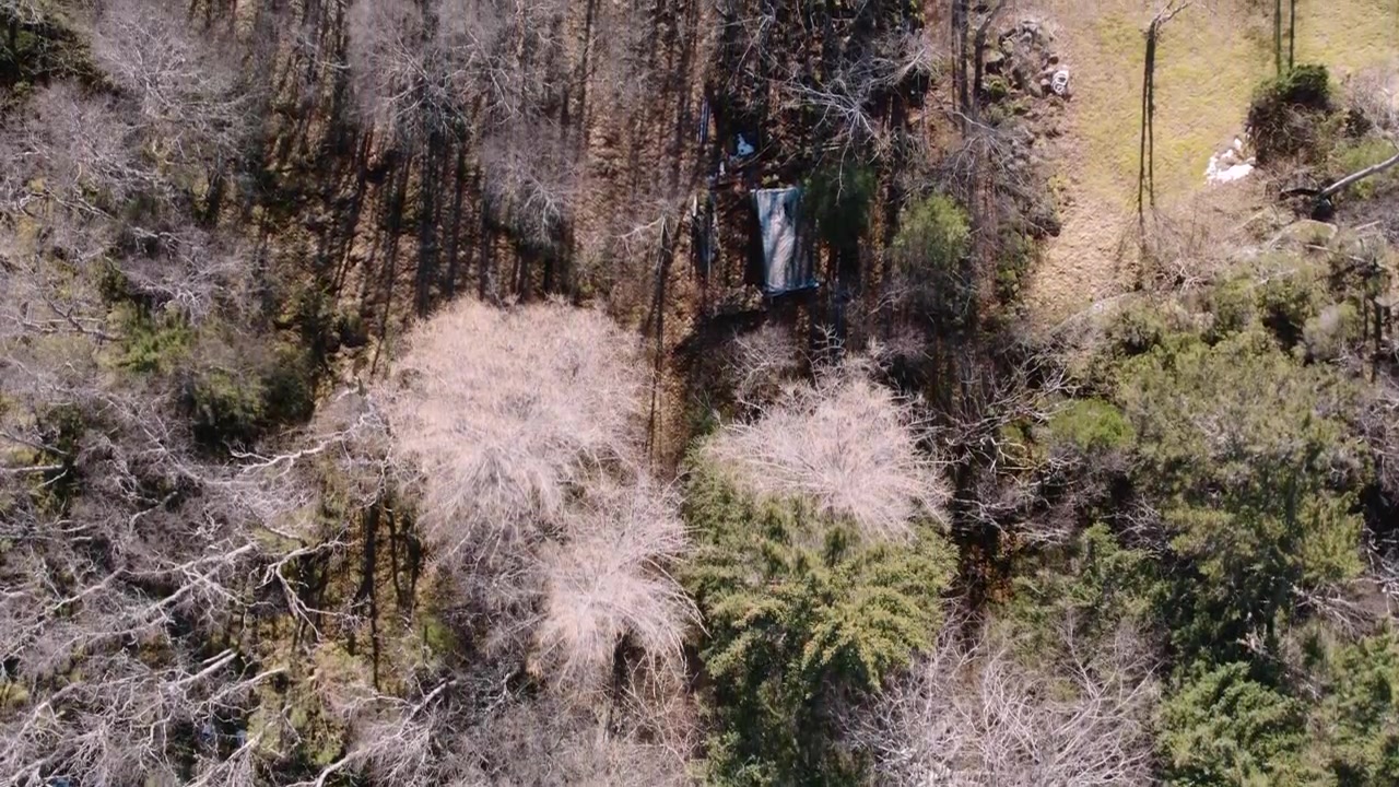 Drone in volo sopra neve e alberi misti
