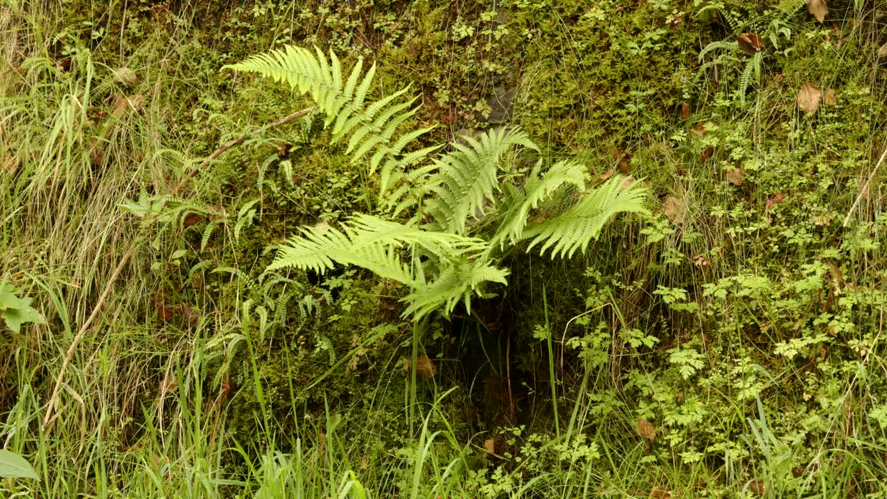 bracken de helecho creciendo fuera de la orilla del ferrocarril en la estación de cynonville