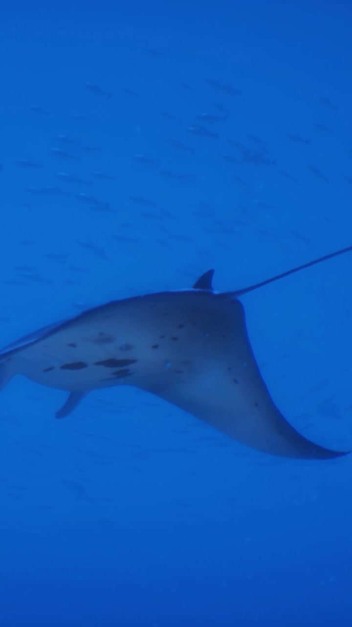 Una manta raya nada con gracia en las profundas aguas azules del océano durante el día.