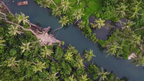 maasin river bent palm tree rope swing on siargao island with diving board and bamboo raft