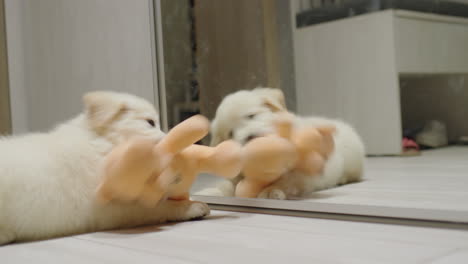 funny dog plays with a teddy bear near the mirror
