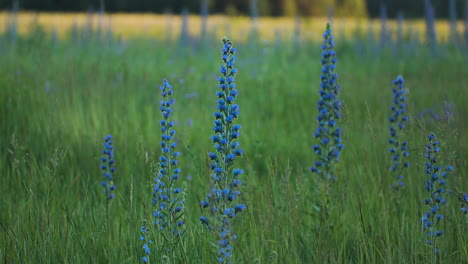 blue flowers in a meadow