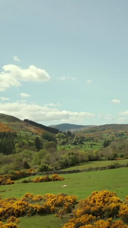 low, forward travelling social ratio vertical video of the mourne mountains and tollymore forest in newcastle, county down in northern ireland. produced in 1080x1920, 60fps and with rec709 color