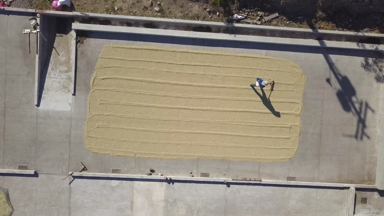 Top view drone shot of men walking in coffee drying it with a tool.