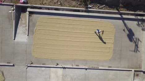 top view drone shot of men walking in coffee drying it with a tool.