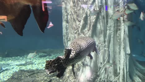 spotted gar in aquarium