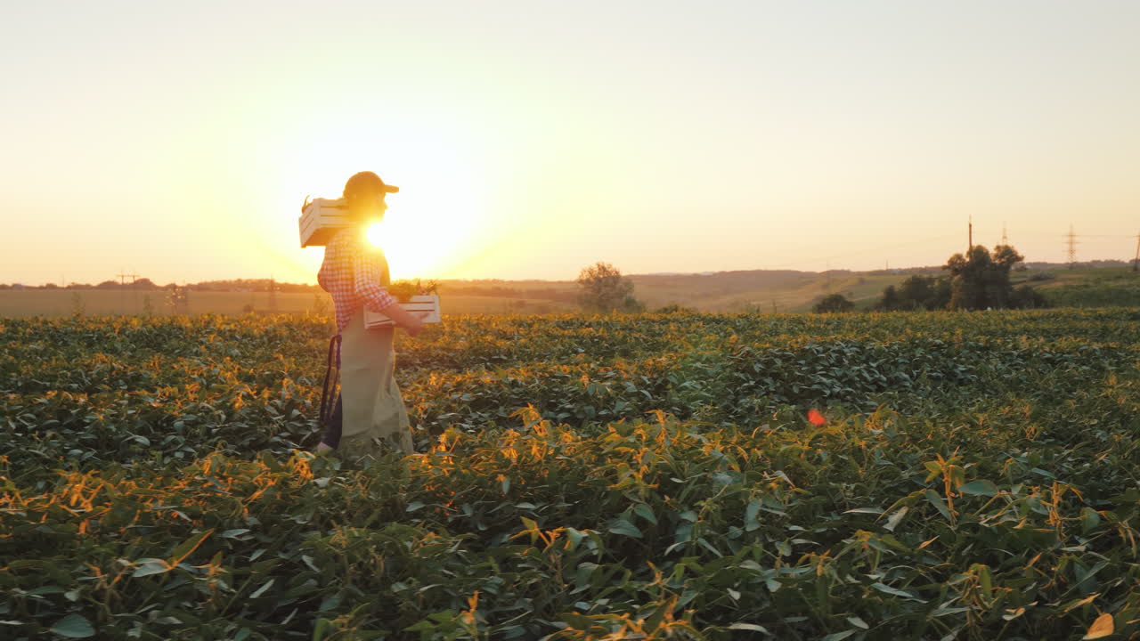 un joven agricultor camina por el campo con una caja de verduras frescas video 4k