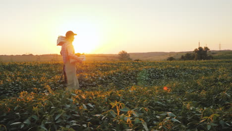 un joven agricultor camina por el campo con una caja de verduras frescas video 4k