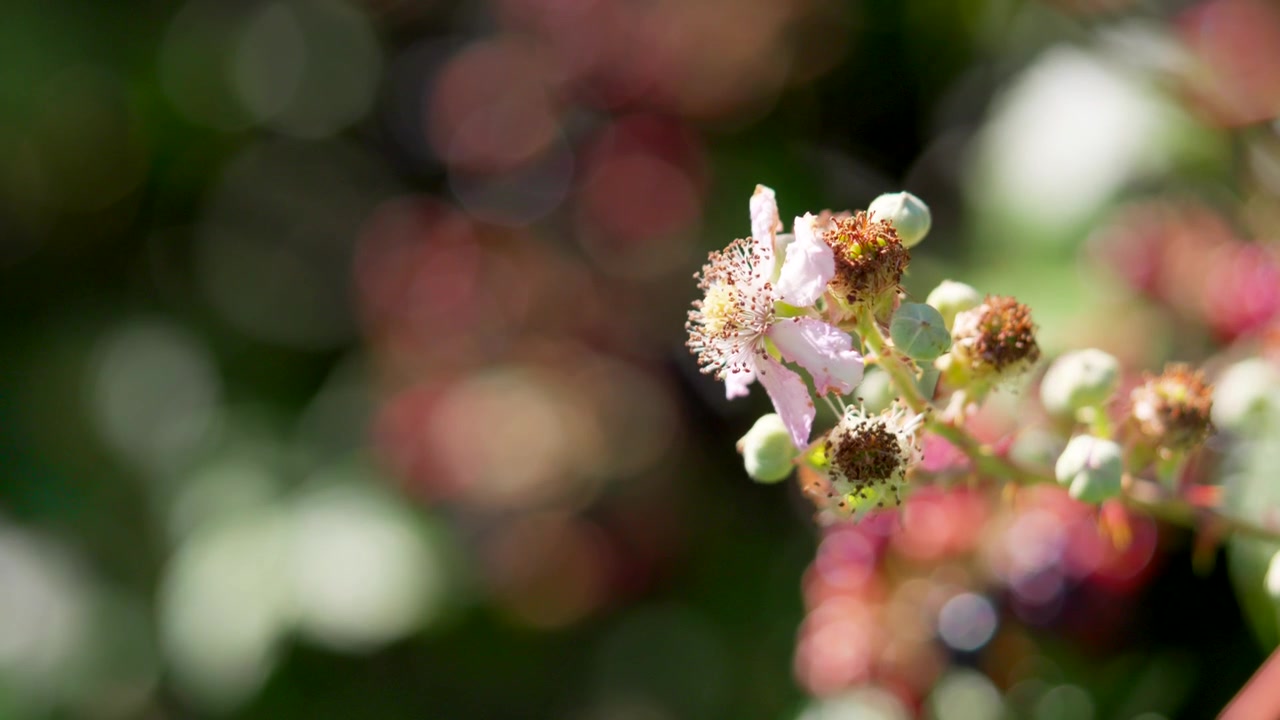 Close-up buah blackberry manis yang dipetik dari semak, berjemur di bawah sinar matahari, Selandia Baru