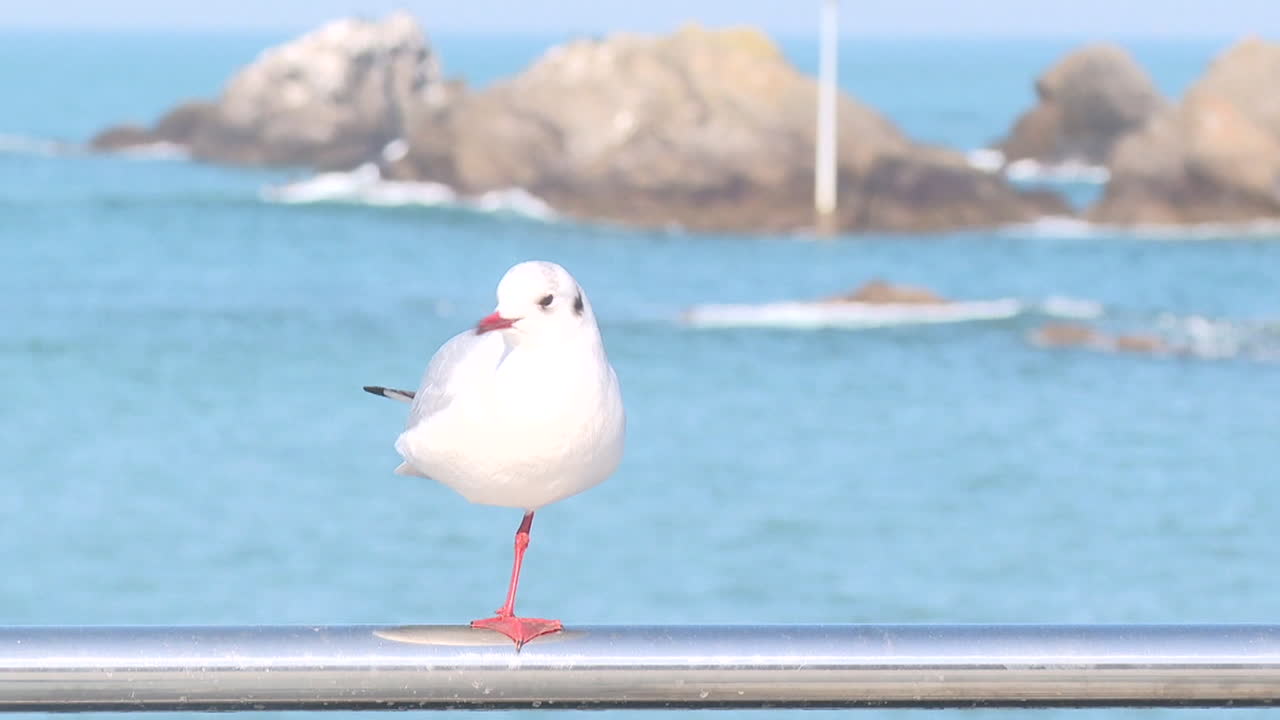 Seagull on a railing by the ocean