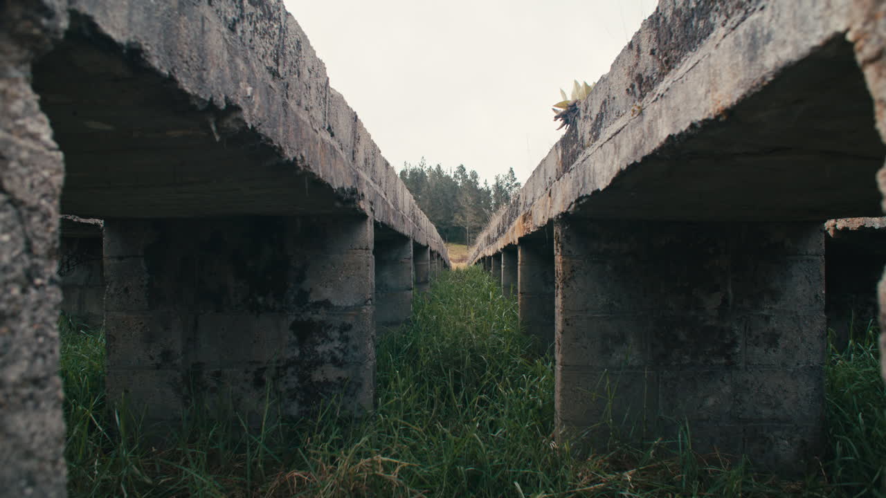 estructura de jardinería de cemento abandonada en un campo de césped serrado rodeado de pinos en el fondo