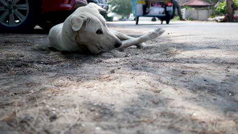 the dog has a rest lying on the sand