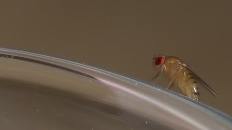 Fruit-fly-flicks-side-legs-grasping-onto-edge-of-surface-against-neutral-background