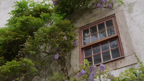 wisteria y ventana vieja en el exterior de un edificio