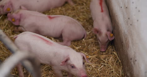 pigs on livestock farm pig farming young piglets at stable 63