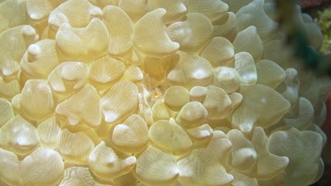 a beautiful bubble coral shrimp stands proud in the middle of the soft coral sifting the ocean current for food