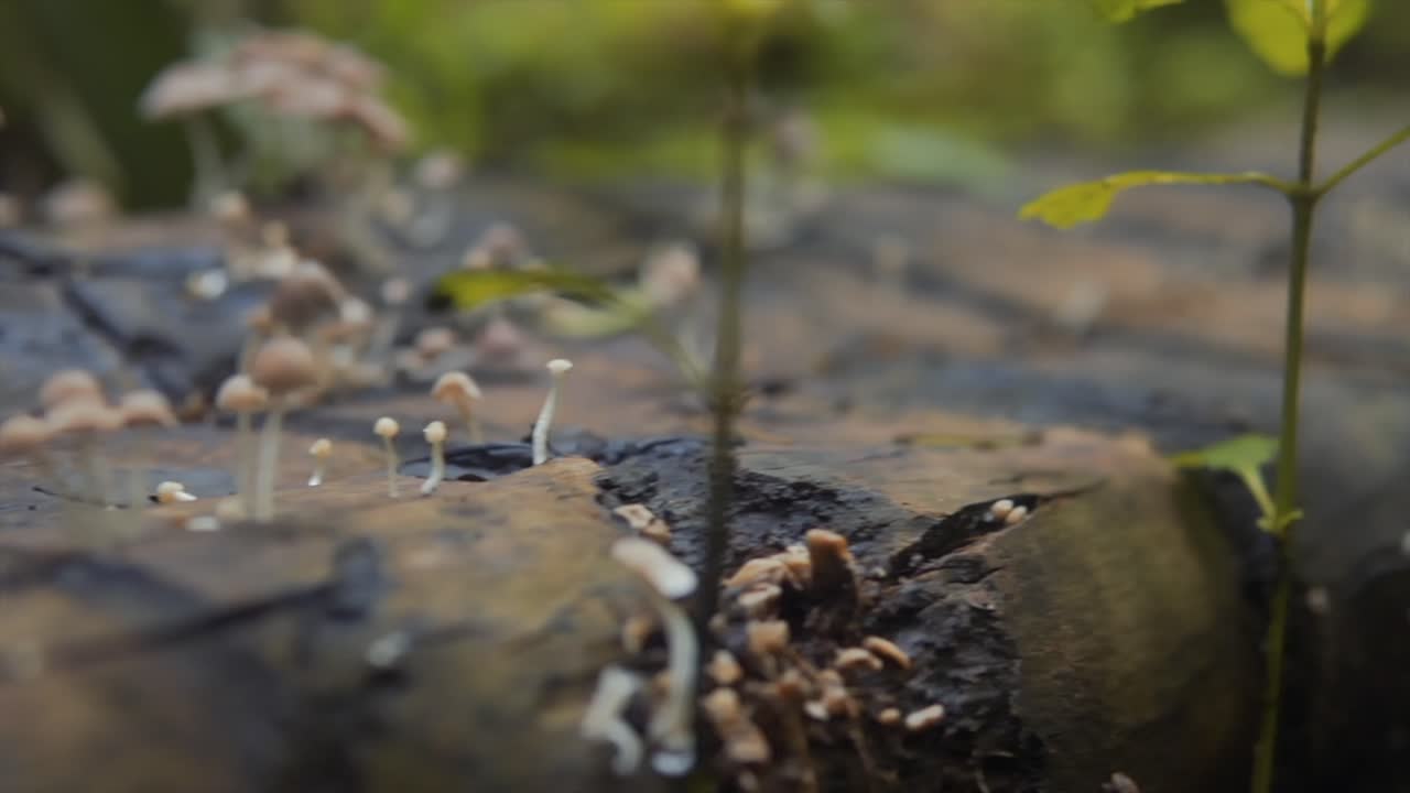 Shallow Focus Shot Of Wild Mushrooms Blooming On Tree Log