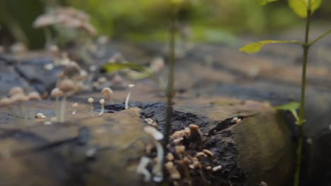 Shallow-Focus-Shot-Of-Wild-Mushrooms-Blooming-On-Tree-Log