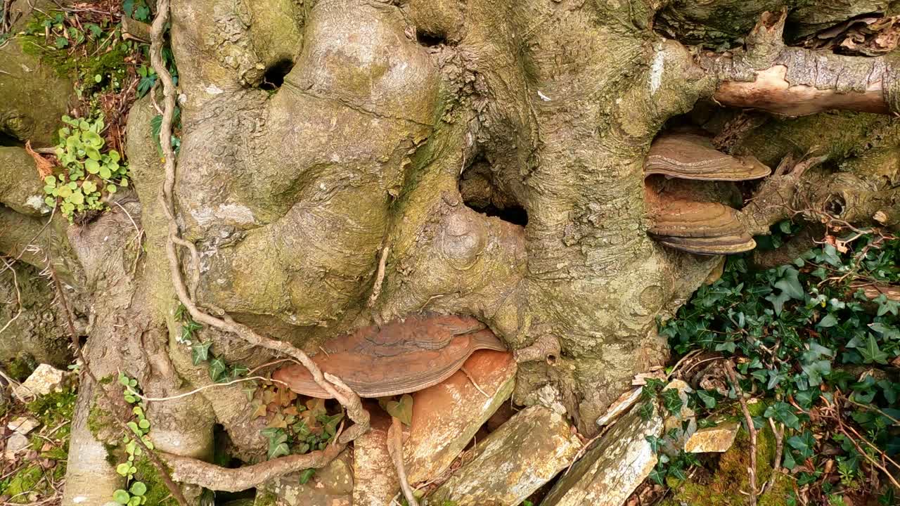 árbol muy viejo en un cementerio irlandés a principios de la primavera