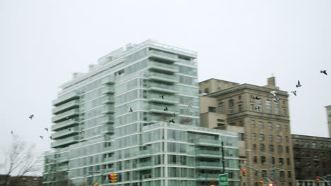city buildings with birds in flight
