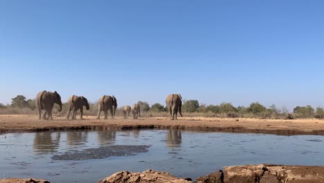 Lapso-De-Tiempo-De-Una-Manada-Reproductora-De-Elefantes-Africanos-Bebiendo-En-Un-Abrevadero-Y-Alejándose,-Mashatu-Botswana