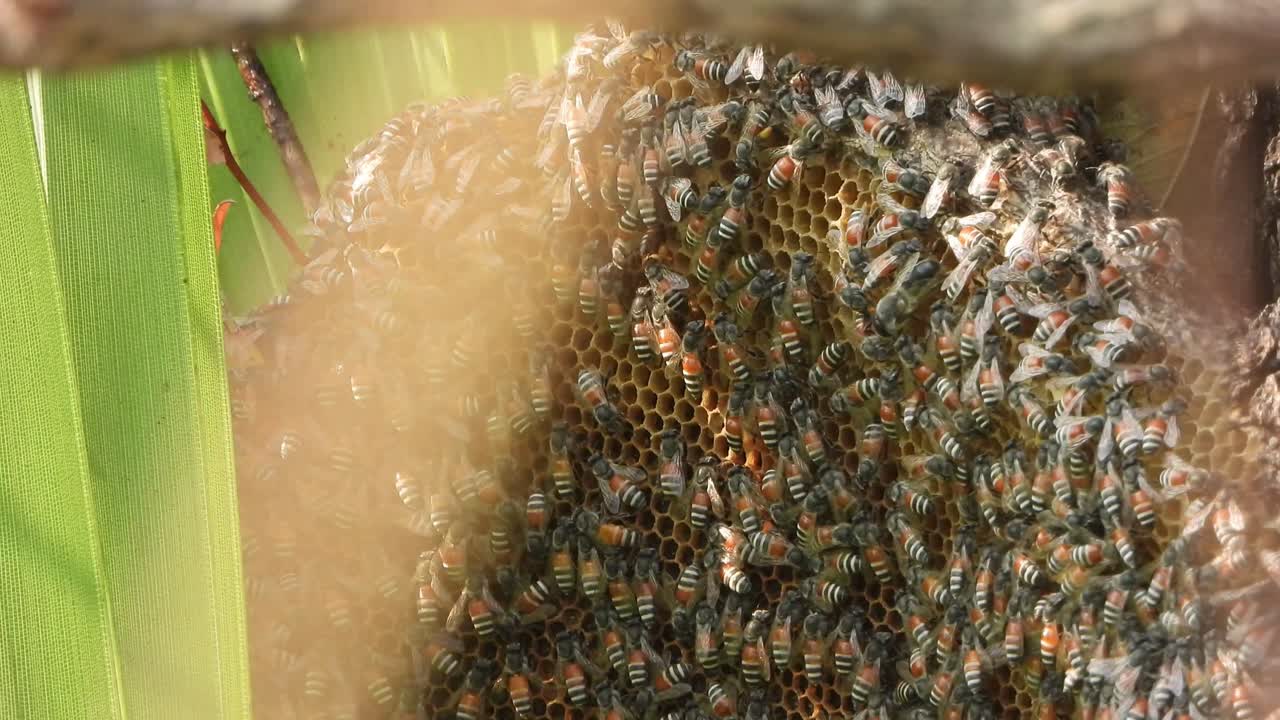 Honey bees  finding honey