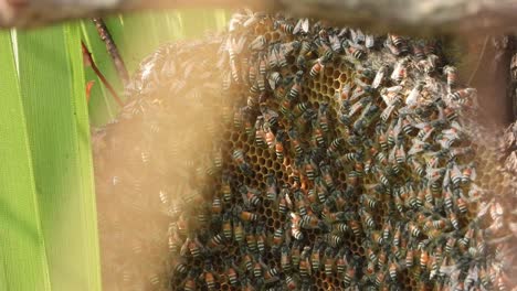 honey bees  finding honey