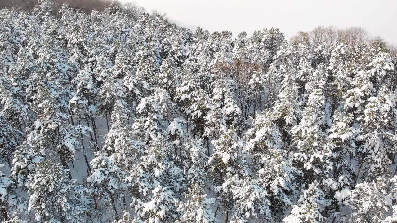 Aerial view of a snowy winter forest landscape