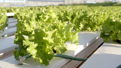 growing hydroponic lettuce in greenhouse, showcasing sustainable farming methods, copy space