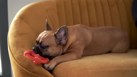 adorable bulldog francés mordiendo un juguete en un sofá en casa