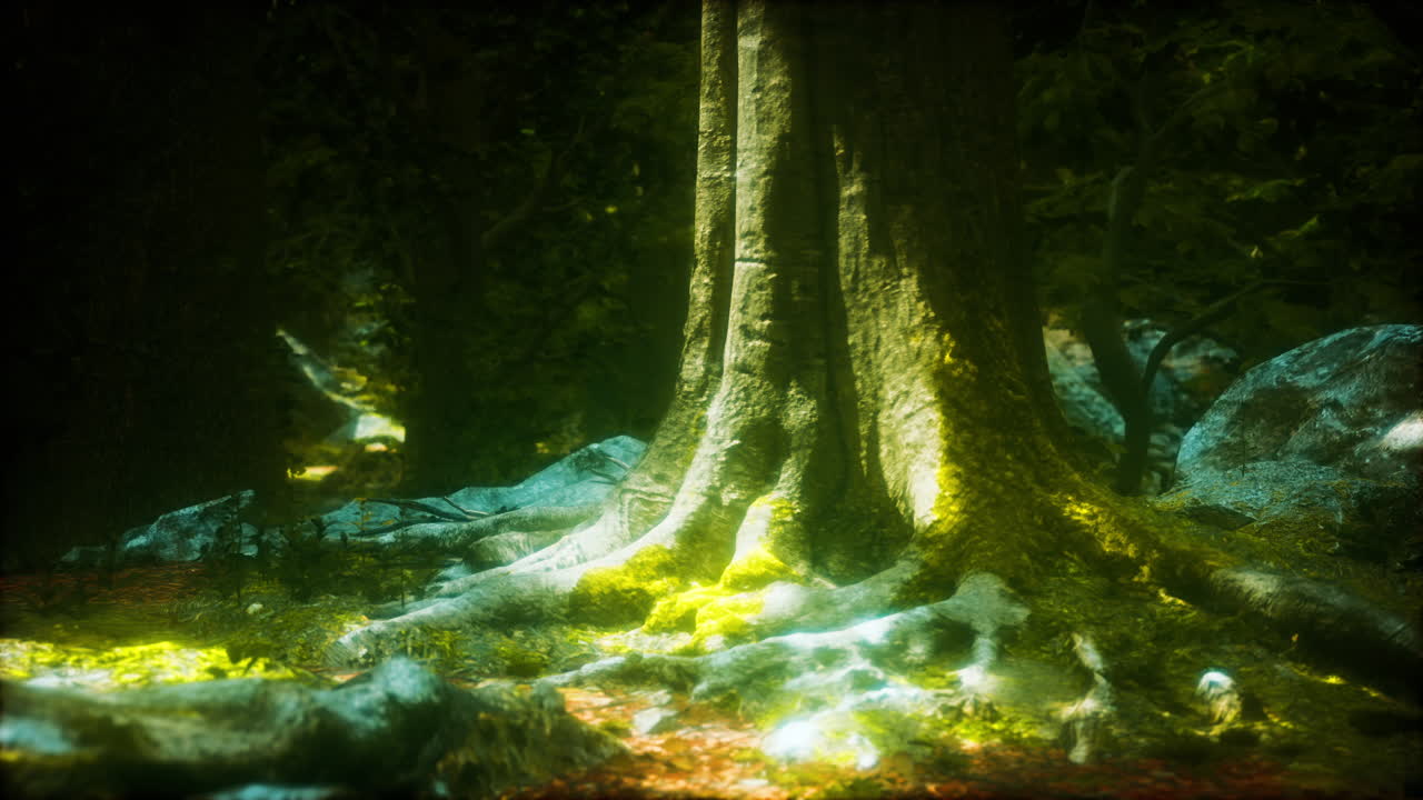 Enchanted Forest Roots