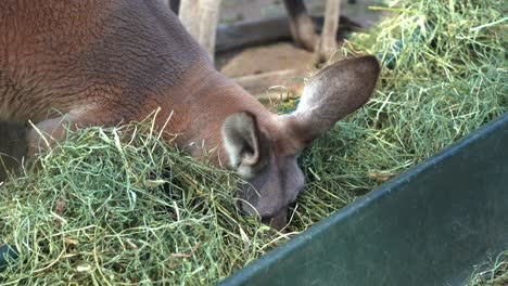 Red-kangaroo,-osphranter-rufus-foraging-on-the-dry-grass-hay-from-the-bucket-in-Australian-wildlife-sanctuary,-close-up-shot