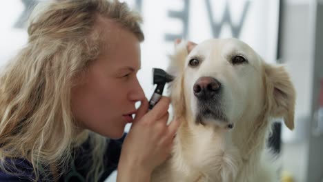 blonde female vet examine the dog in the office.