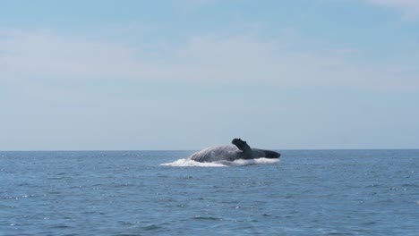 humpback whale breach clear water in the ocean