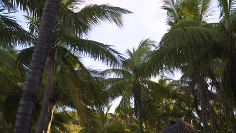 Palmeras-Tropicales-Meciéndose-En-El-Viento-En-Una-Isla-Desierta,-Dolly-In,-Tiro-De-Cardán