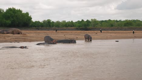 group of hippos relaxing in the muddy river and onshore on hot cloudy day, shot from boat