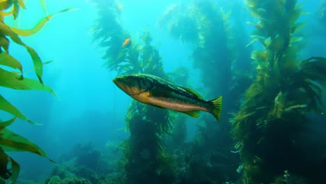 a colossal and enigmatic kelp forest conceals the wealth of marine life