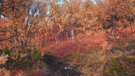 a narrow dirt road leading through the brightly colored autumn forest