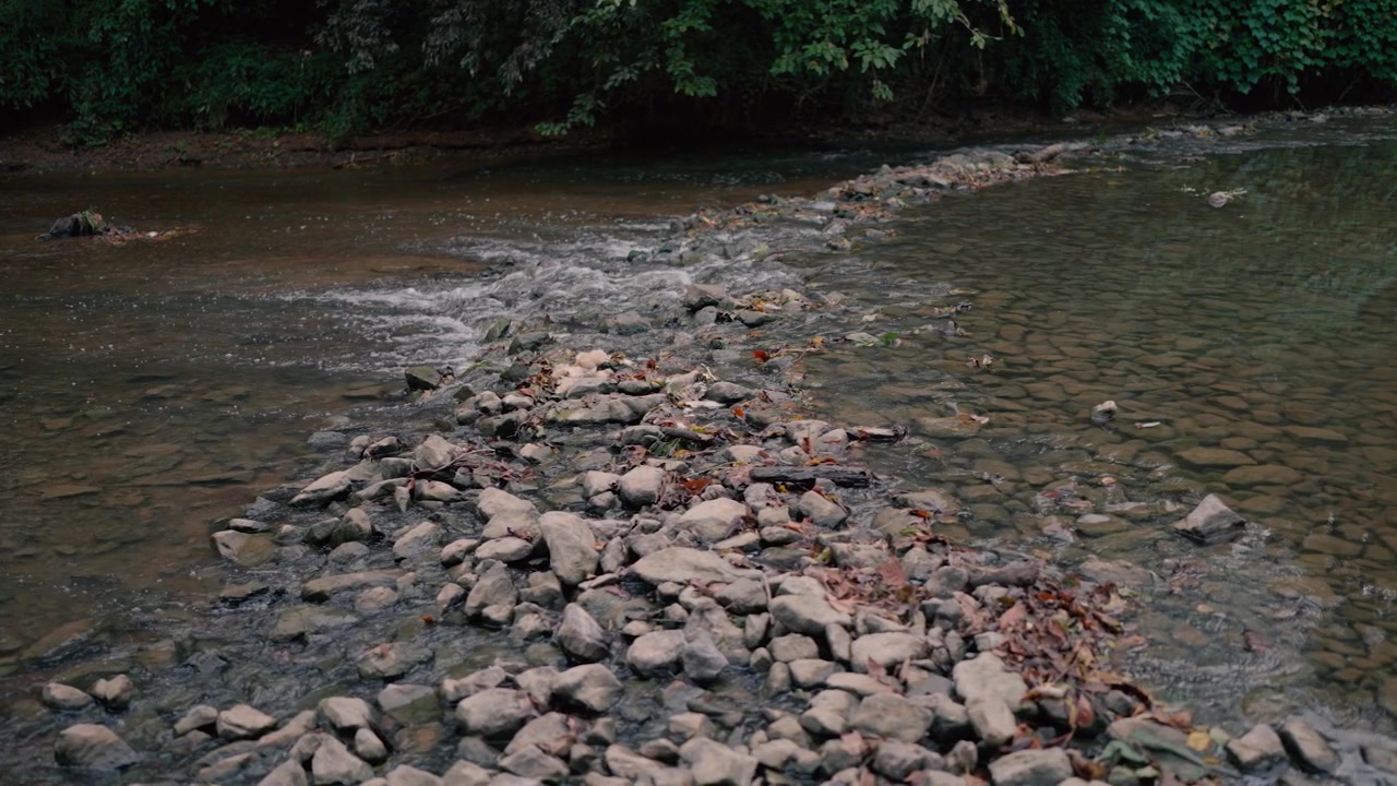 Agua clara de río fluyendo sobre rocas en un arroyo forestal