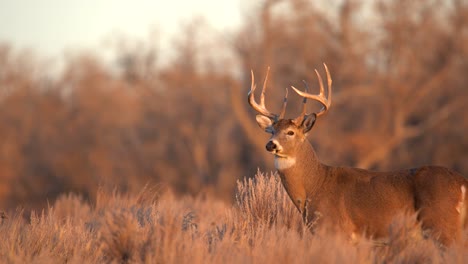 mule deer in the plains of colorado